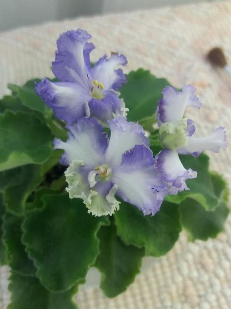 5 aug - LE Shining Star