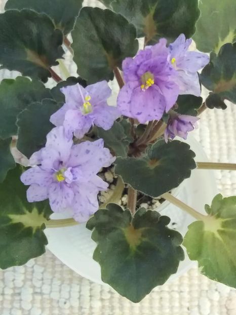 5 aug - Skagit Victory Trails