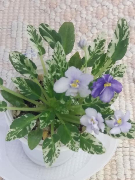 5 aug - Senk s Just Misbehavin