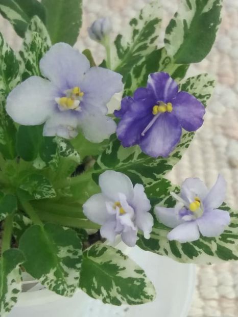 5 aug - Senk s Just Misbehavin