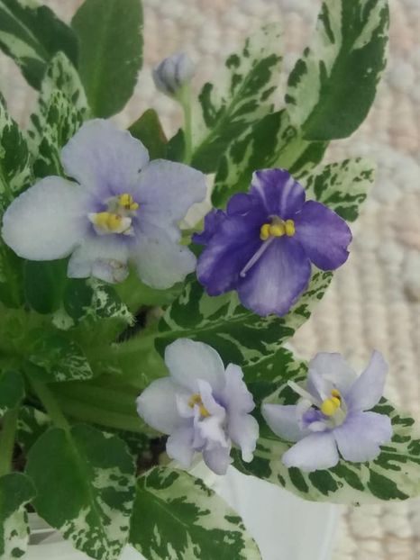 5 aug - Senk s Just Misbehavin