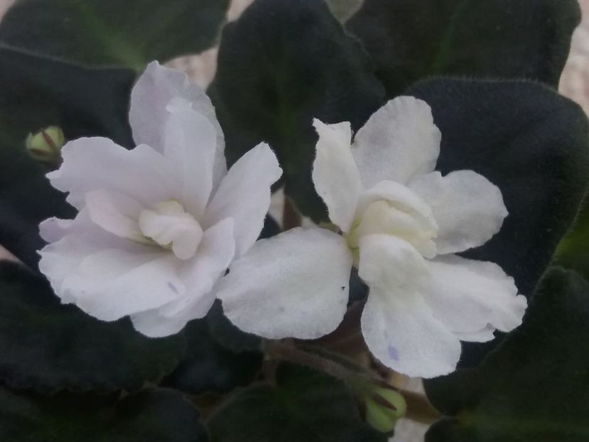 5 aug - ZZ LE Banananoviy Desert