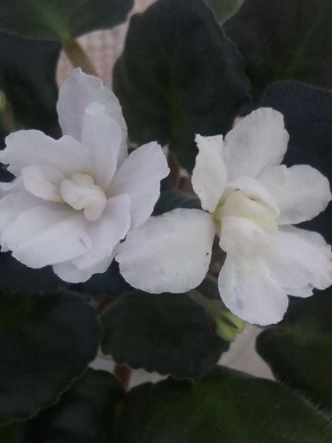 5 aug - ZZ LE Banananoviy Desert