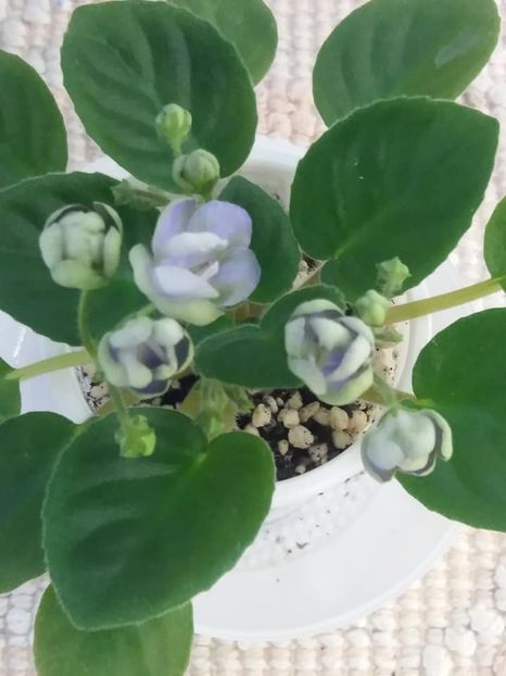 5 aug - LE Son Trava