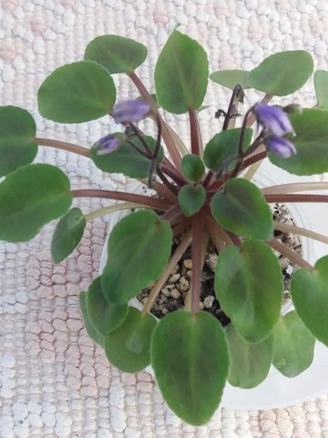 5 aug - Senk s The Sorceress