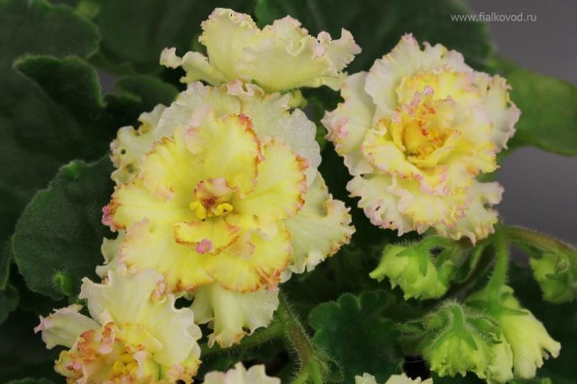 AV-Zheltaya Rosa poza net - AV Zheltaya Rosa