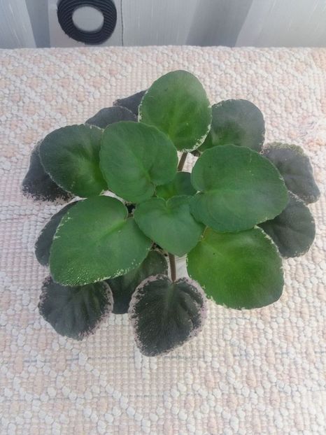 5 aug - ND Muranskoye Steklo