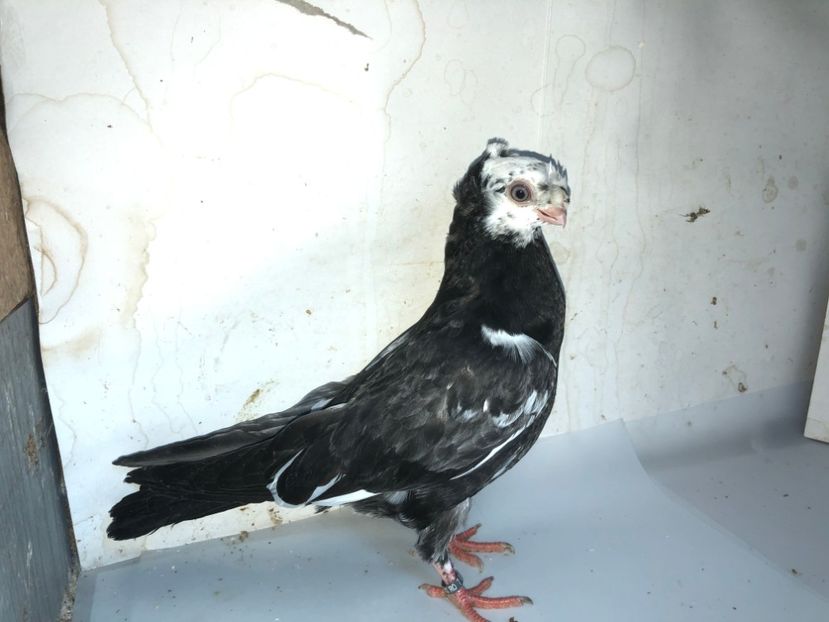 8744  mascul  2020 - Plecați ALBUM 3