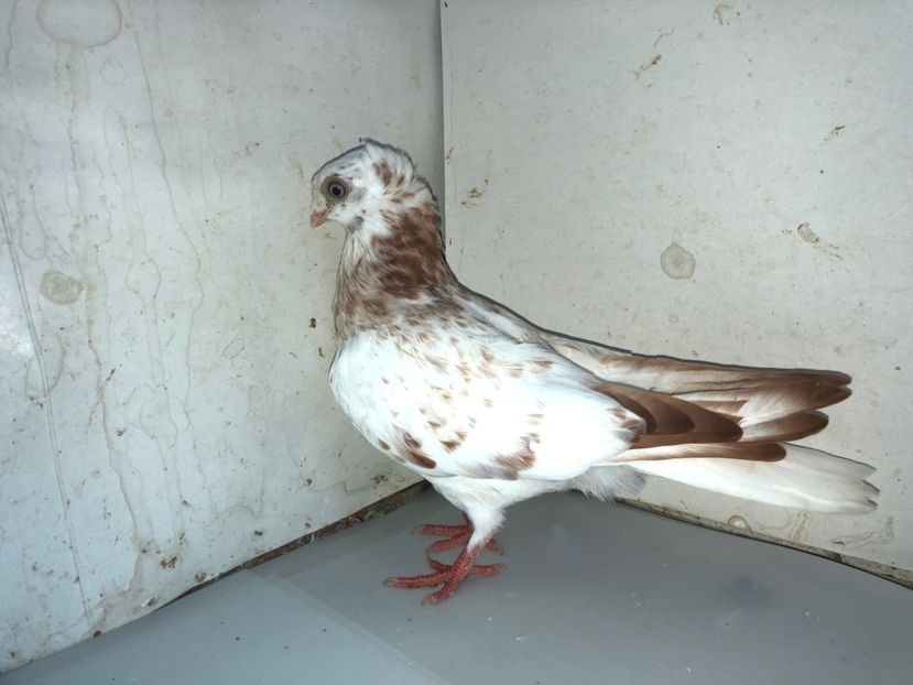 8746  mascul  2020 - Plecați ALBUM 3