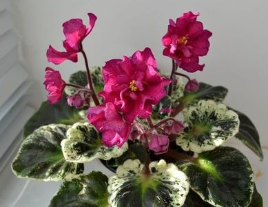 DN Raspberry Liqueur poza net - DN Raspberry Liqueur