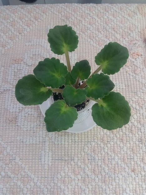 5 aug - DN Raspberry Liqueur