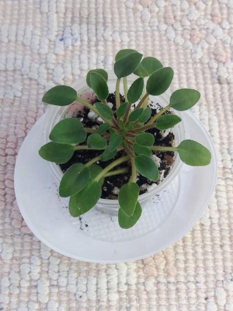 5 aug - Brazos Belle