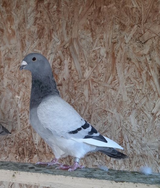  - Voiajori standard pui 2020