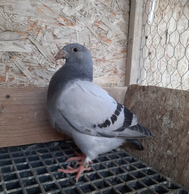  - Voiajori standard pui 2020