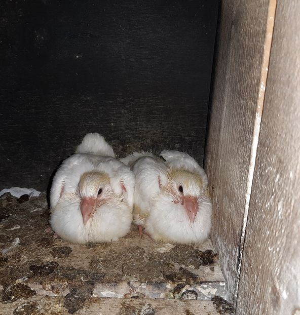  - Voiajori standard pui 2020