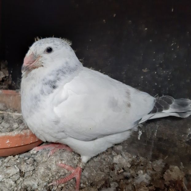  - Voiajori standard pui 2020