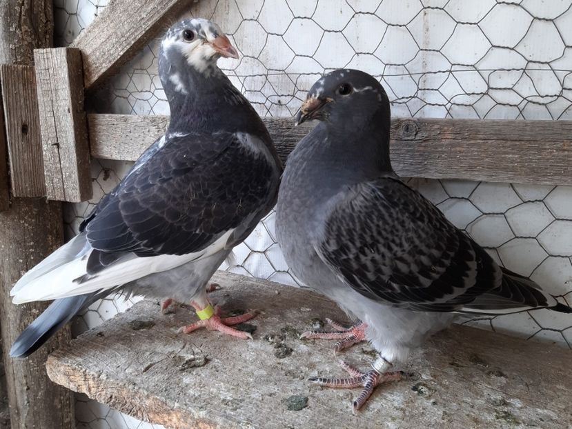  - Voiajori standard pui 2020