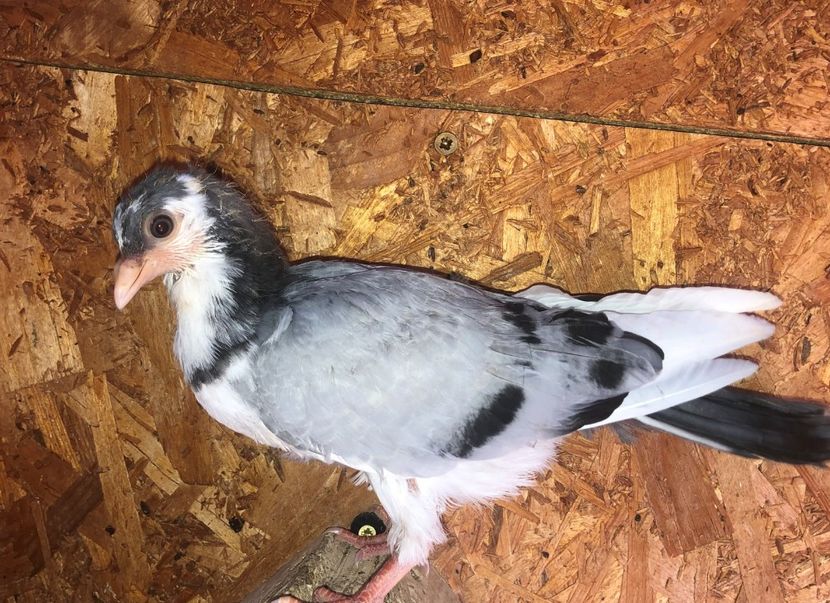 23010  femelă  2020 - Plecați ALBUM 3