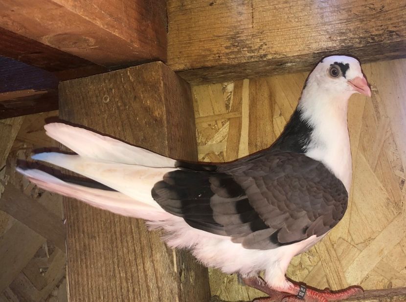 8767  mascul  2020 - Plecați ALBUM 3