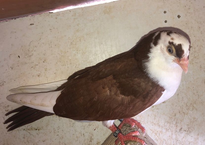 8781  mascul  2020 - Plecați ALBUM 3