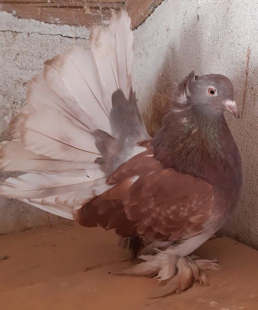 Femela 2019 - Voltati indieni - Vanduti sau donati