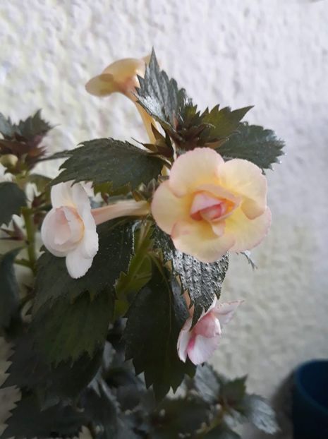  - 001 2021 - Lemon Orchard