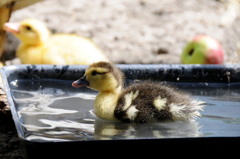  - 04 Rate lesesti 2020