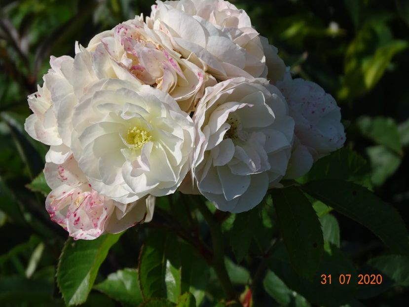 Bouquet Parfait - Trandafiri 3