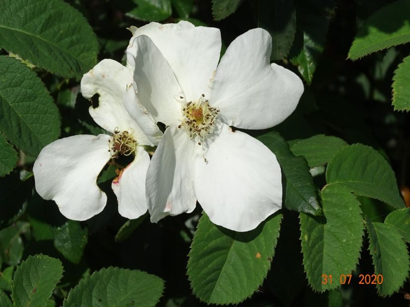 Sally Holmes - Trandafiri 3