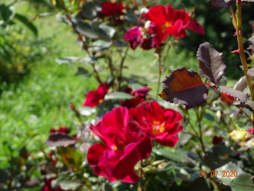  - Trandafiri 3