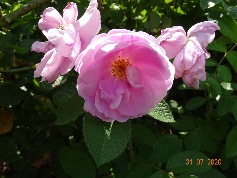 Sarah van Fleet - Trandafiri 3