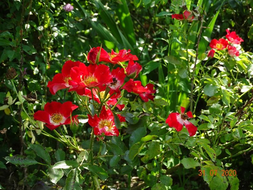 Eyepaint - Trandafiri 3