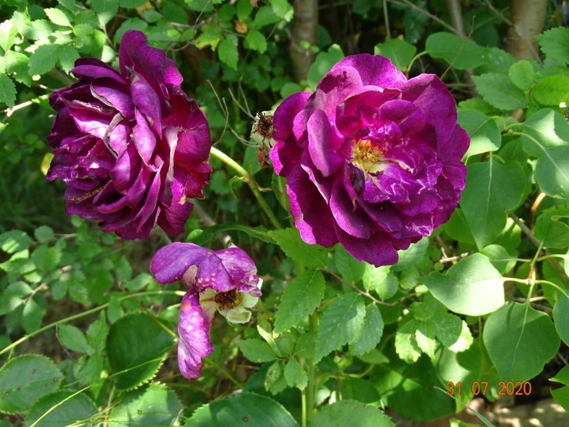 Ebb Tide - Trandafiri 3