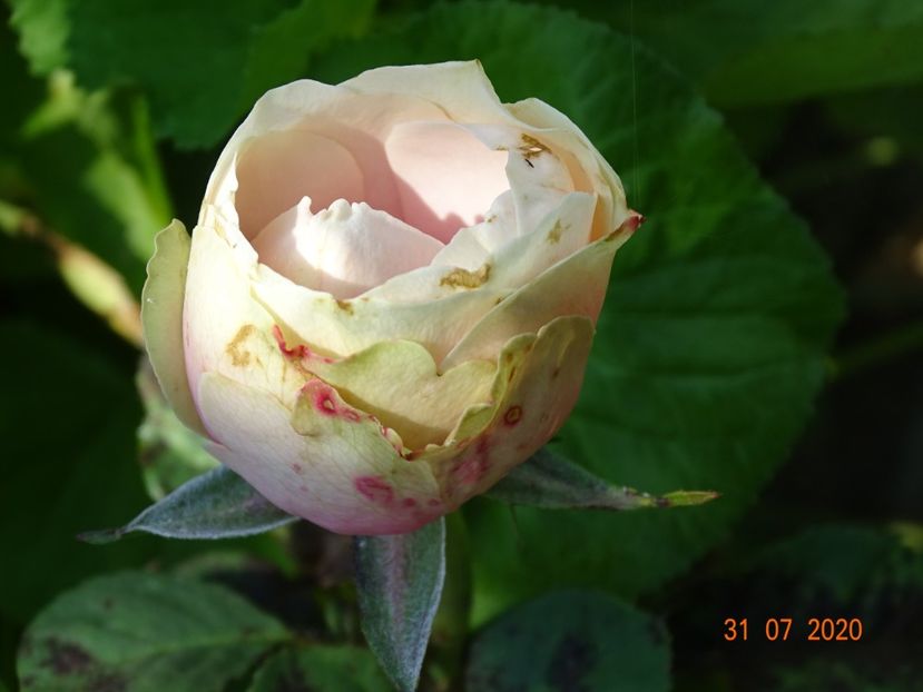  - Stancarie 2020 - inceputuri