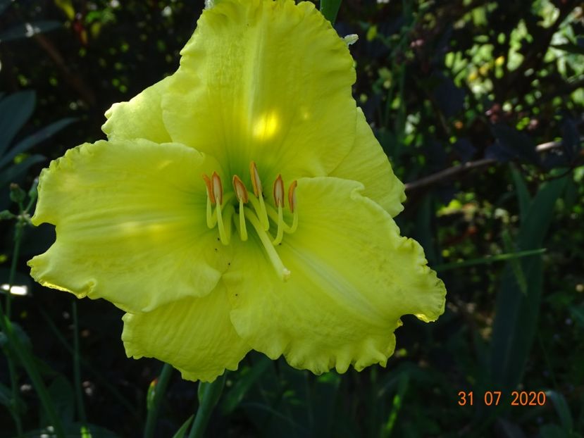 Omomuki - Dobarland 2020 5