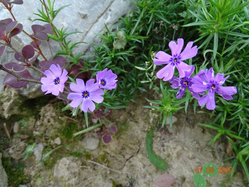  - Stancarie 2020 - inceputuri