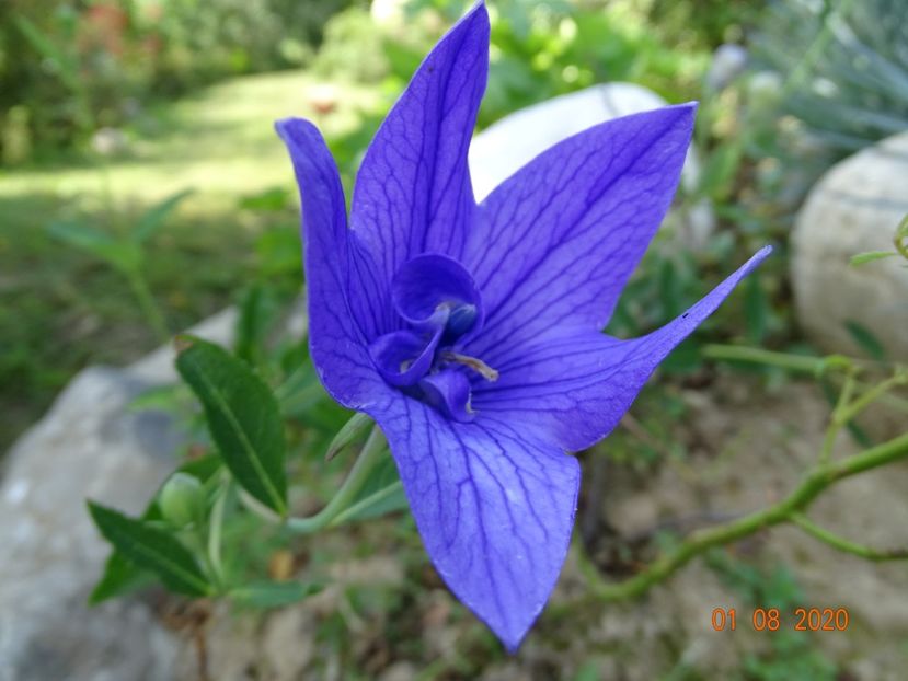  - Stancarie 2020 - inceputuri