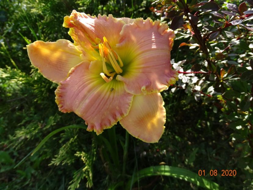 Belle Cook - Dobarland 2020 5