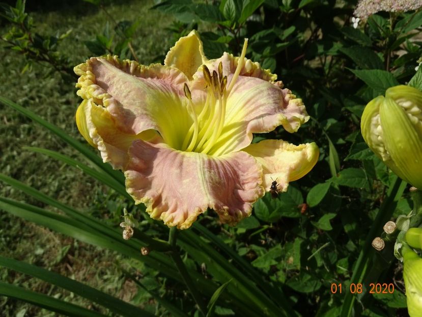 Lavender Tutu - Dobarland 2020 5