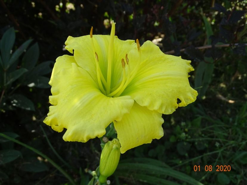 Omomuki - Dobarland 2020 5