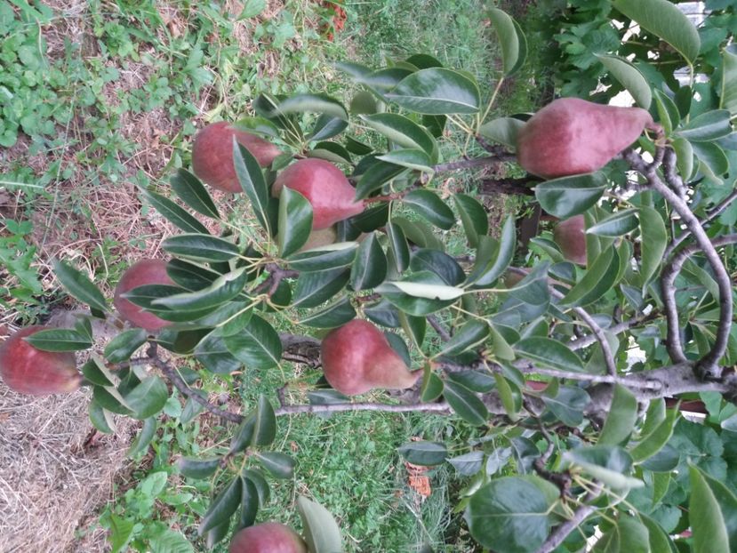 2020 august - Rod bogat 2020