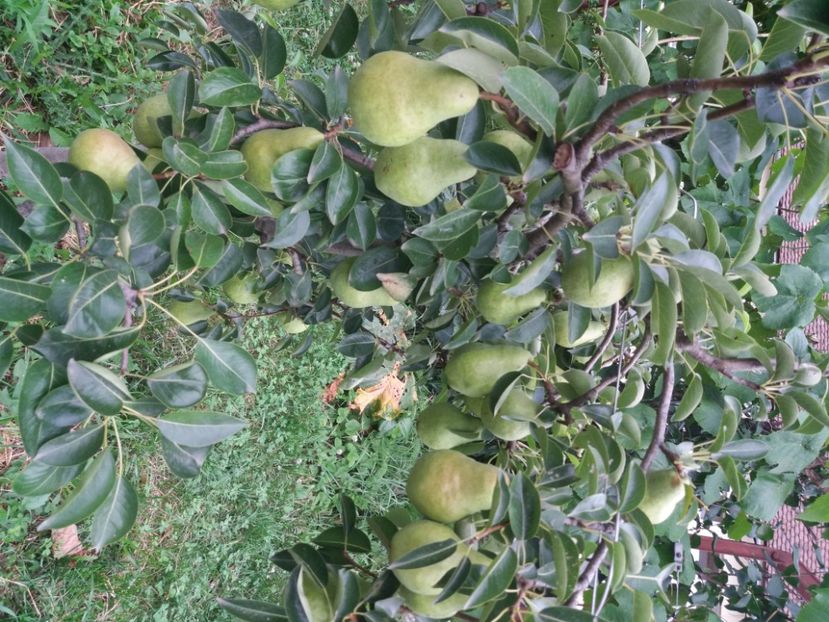 August 2020 - Rod bogat 2020