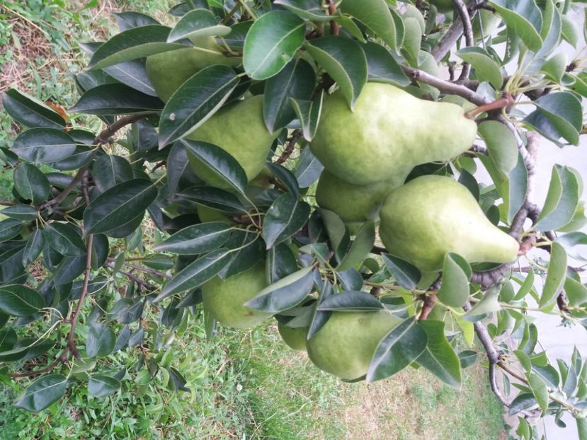 August 06 - Rod bogat 2020