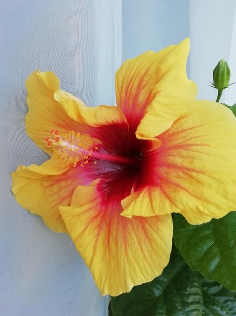  - GRAND SLAM X JOLANDA GOMMER