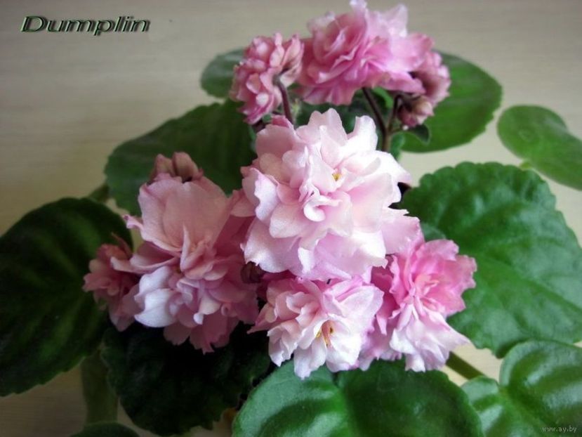 Dumplin - AAAA Provizoriu 2