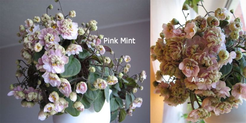 Pink Mint - Violete