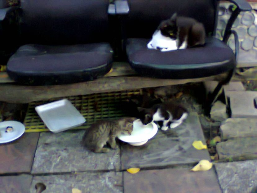 Fotografie5817 - 2020 VARA PISICILOR