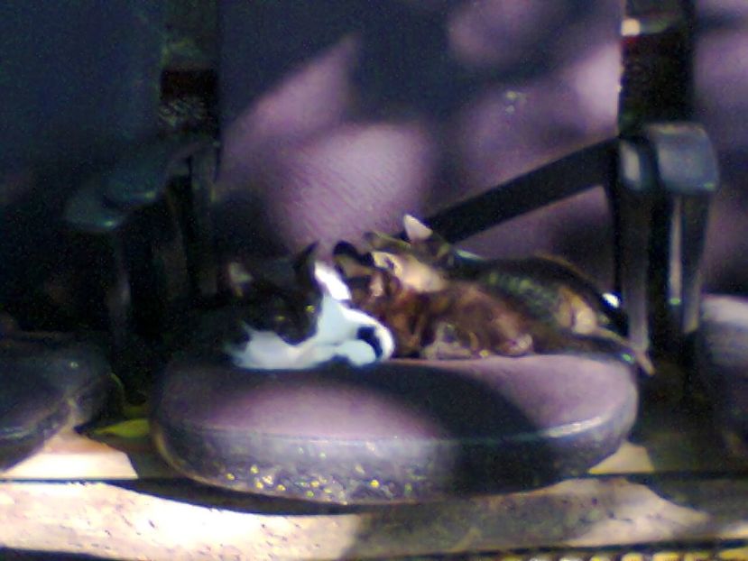 Fotografie5818 - 2020 VARA PISICILOR