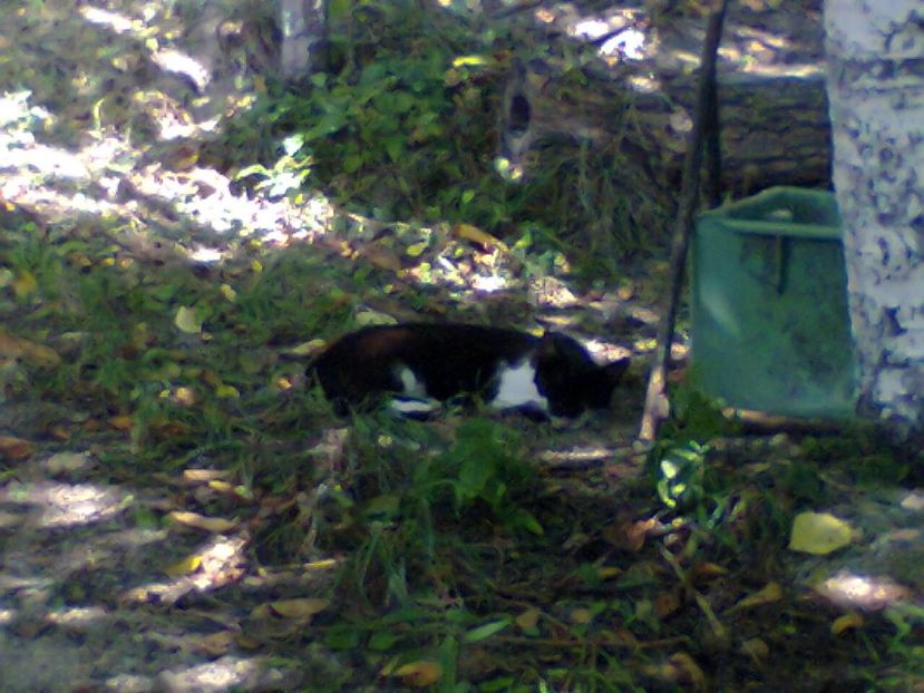 Fotografie5822 - 2020 VARA PISICILOR