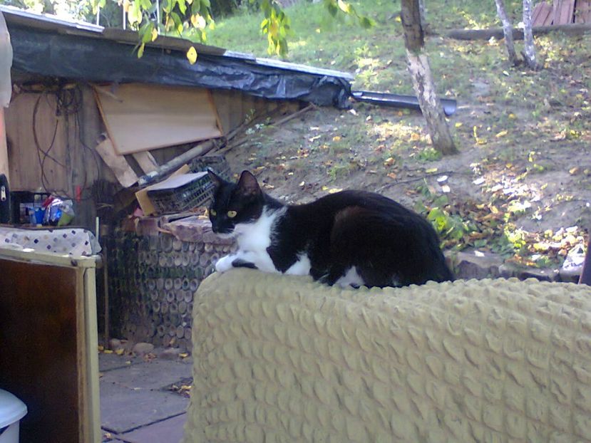 Fotografie5829 - 2020 VARA PISICILOR